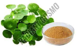 Bacopa Monnieri Extract