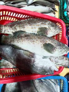 Grouper Fish
