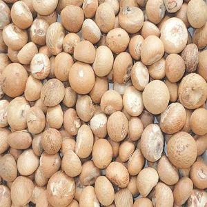 Areca Nut