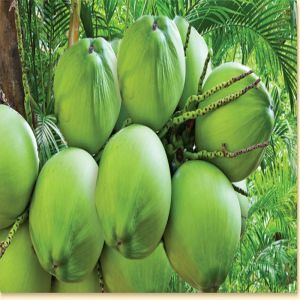 Unhusked Coconut
