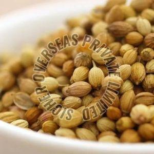 Coriander Seeds