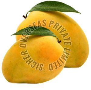 Fresh Alphonso Mango