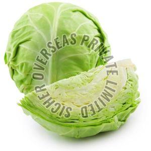 Fresh Cabbage