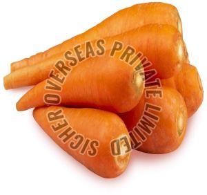 Fresh Carrot