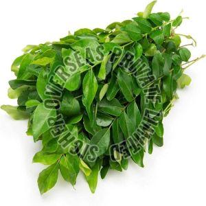 Fresh Curry Leaves