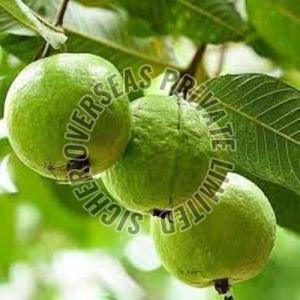 Fresh Guava