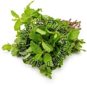 Fresh Mint Leaves