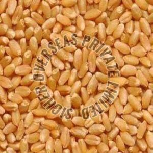 Sharbati Wheat