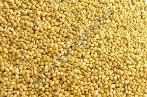 Foxtail Millet Seeds