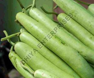 Fresh Bottle Gourd