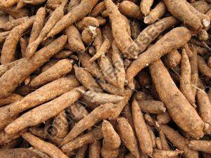 Fresh Cassava
