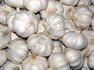 fresh garlic