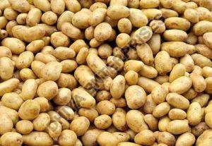 Fresh Potato