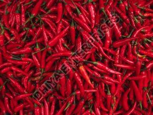 Fresh Red Chilli