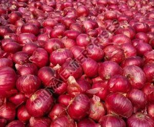 fresh red onion