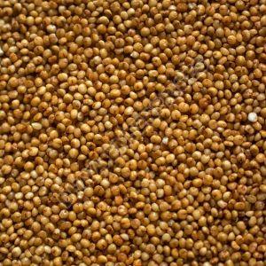 Kodo Millet Seeds