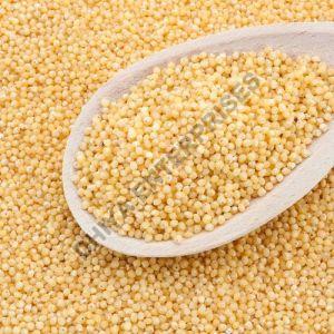 Little Millet Seeds