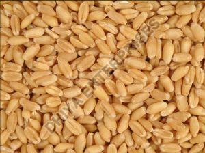 Milling Wheat