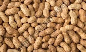 Natural Groundnut Seed