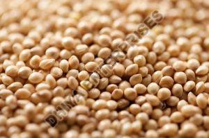 Proso Millet Seeds