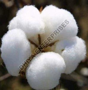 White Raw Cotton