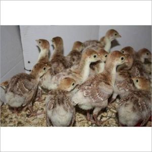 Aseel Live Chicken