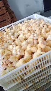 Broiler Chicks