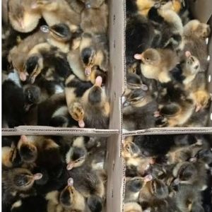Indian Runner Duck Chicks