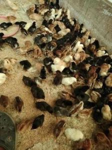 Giriraja Chicks