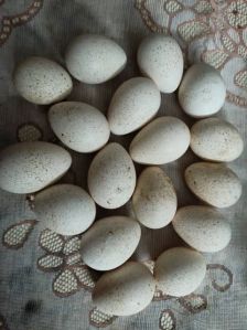 Hatching Eggs