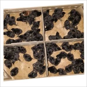 Kadaknath Chick