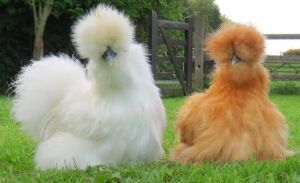 Live Silkie White Chicks