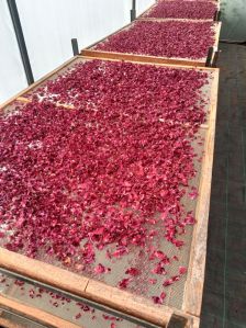 Dried Red Rose Petals