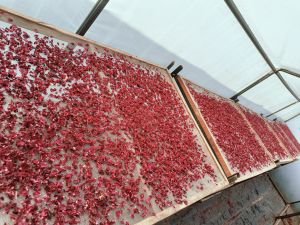Dried Red Rose Petals