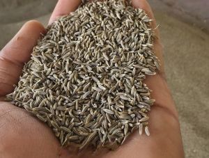 Brown Cumin Seeds
