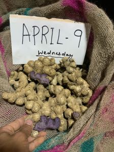 Black Ginger Seeds