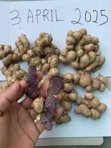 Fresh Black Ginger