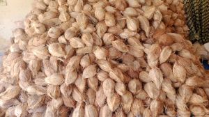 Semi Husked Coconuts