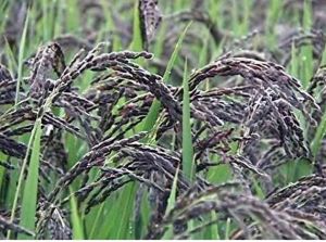 Kala Namak Paddy Rice