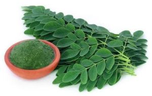 Moringa Powder