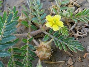 Tribulus Terrestris Plant