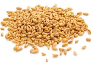 Wheat Grain