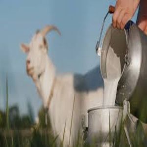 Fresh Goat Milk