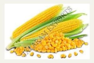 Yellow Maize