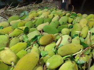 A Grade Jackfruit