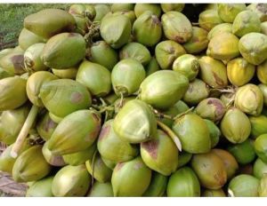 A Grade Tender Coconut