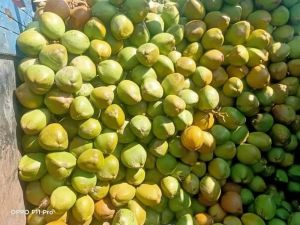 B Grade Tender Coconut