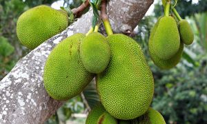 Fresh Thai Jackfruit