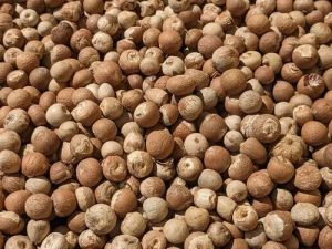 Raw Areca Nuts