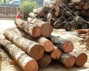 Teak Wood Logs